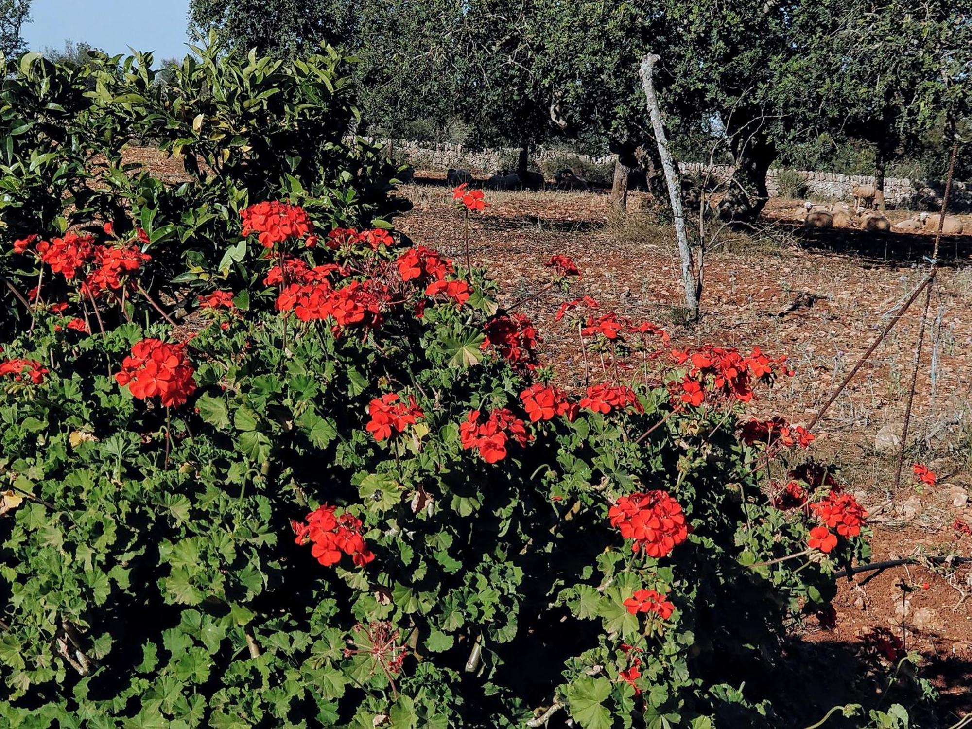 Finca Son Marimon (Adults Only) Santanyi Exterior photo
